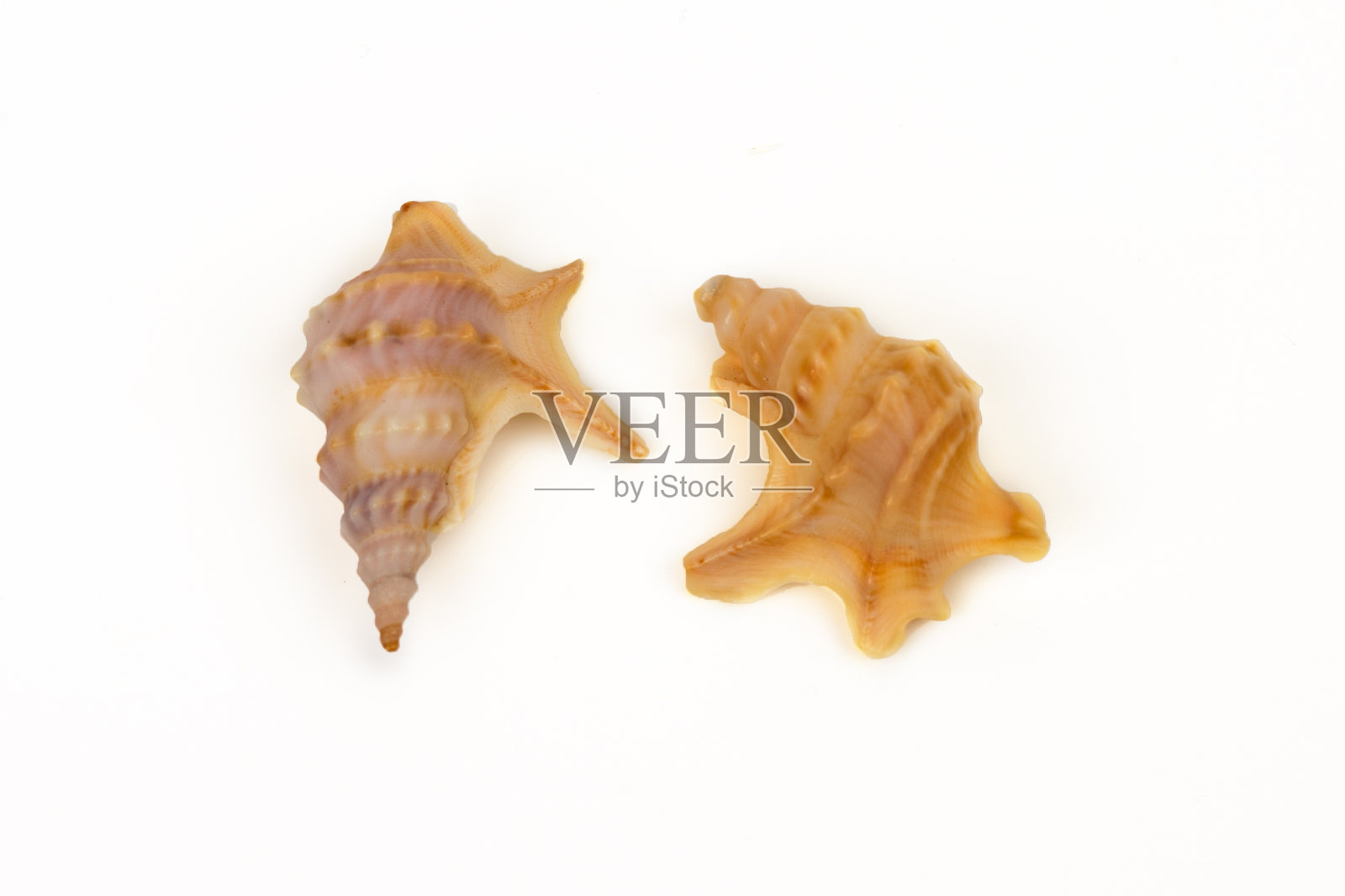 海贝壳照片摄影图片