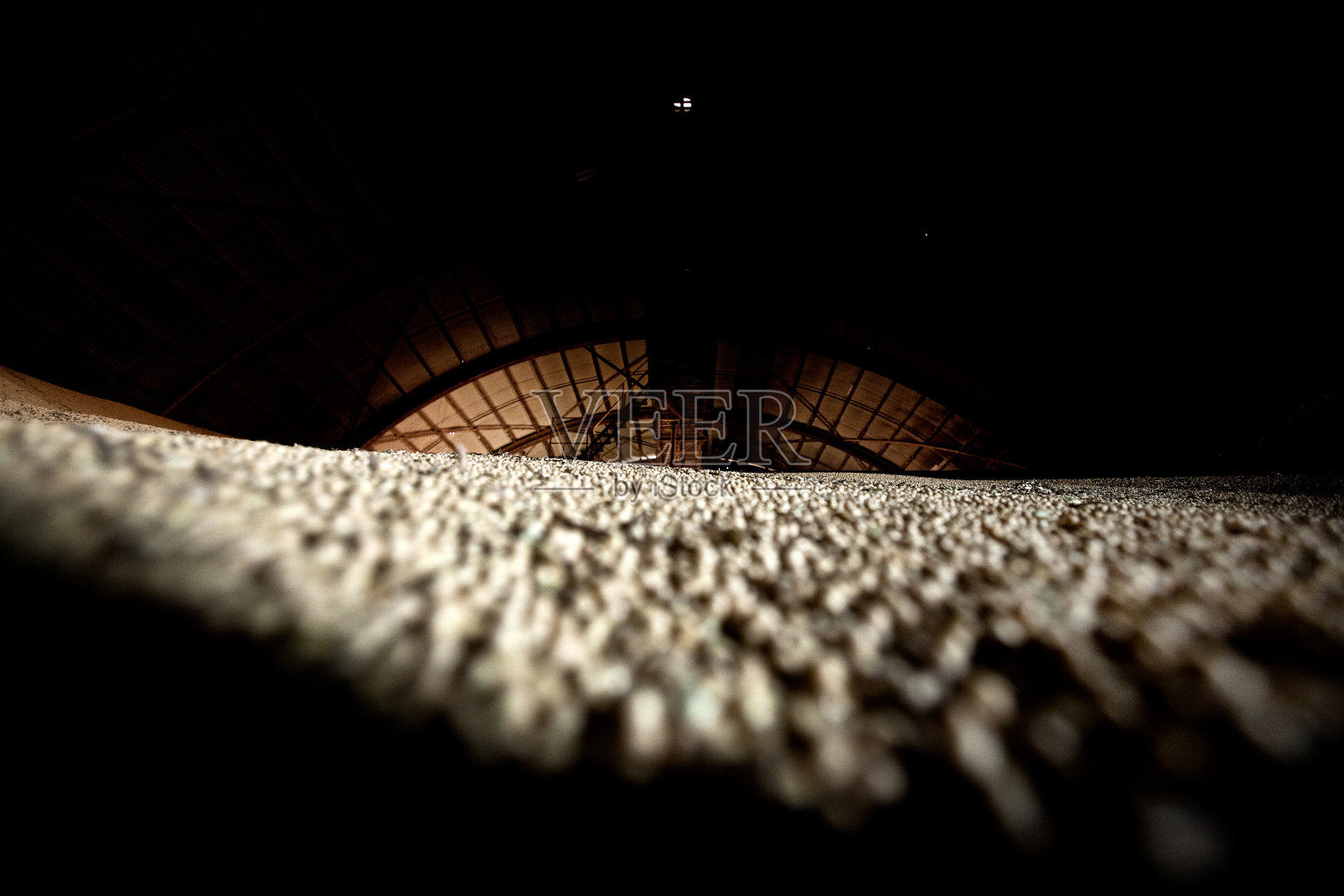 大豆1照片摄影图片