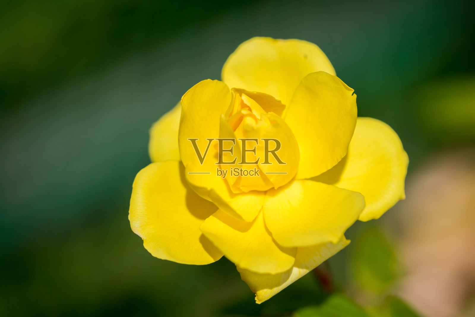 花园里的一朵黄玫瑰照片摄影图片