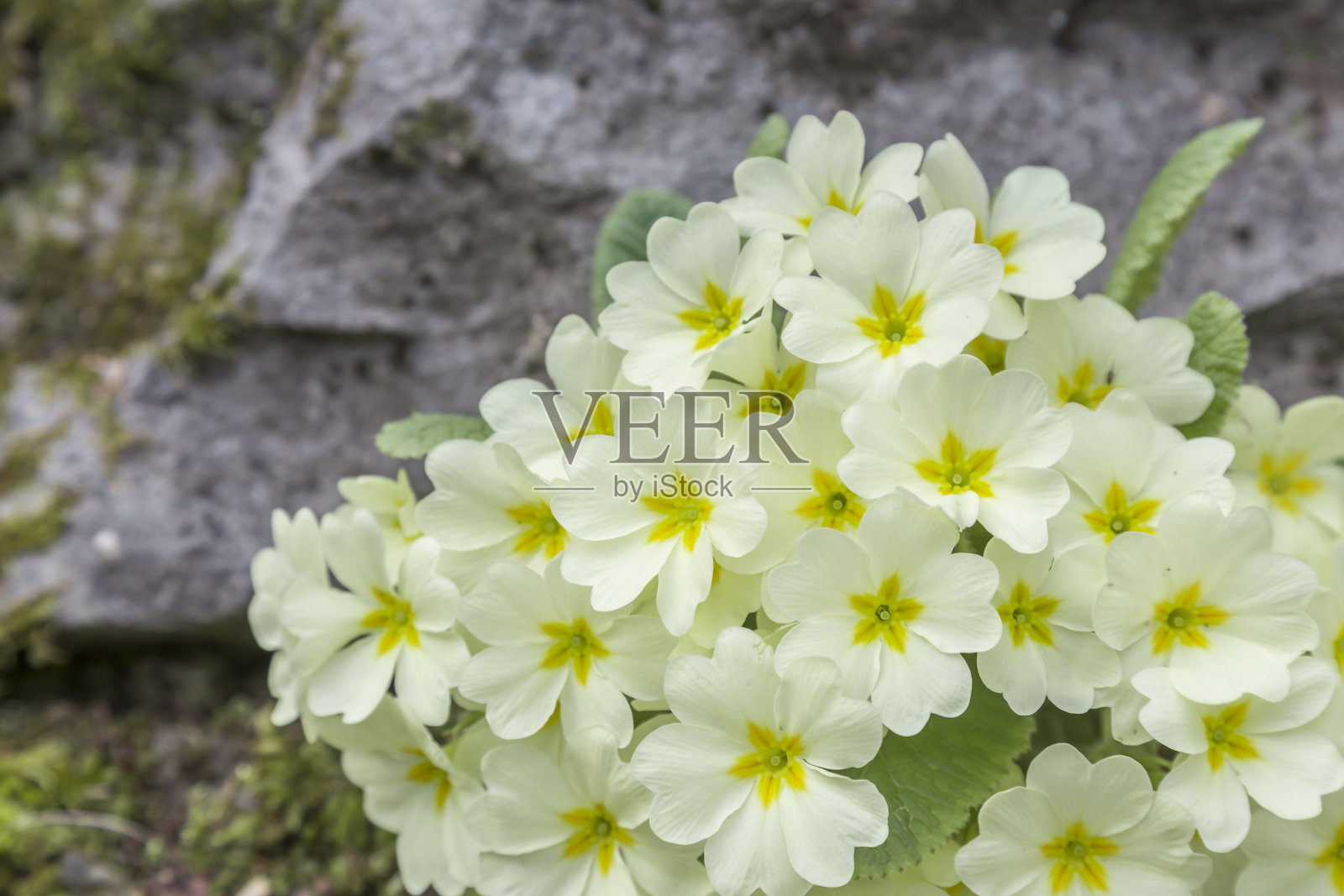 报春花照片摄影图片