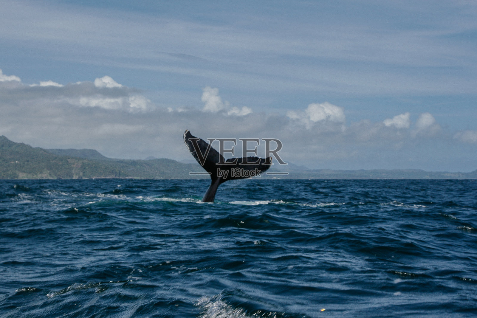 多米尼加共和国萨马纳的座头鲸尾巴照片摄影图片