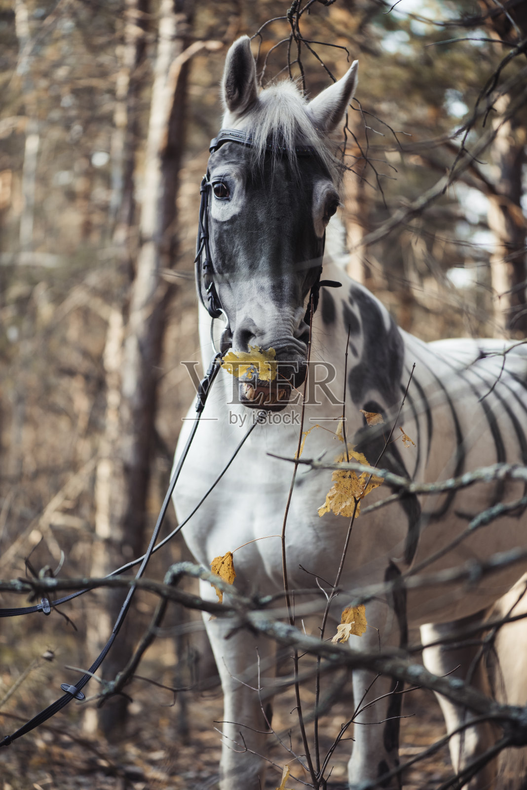 白色的马被画成骷髅站在秋天的森林里照片摄影图片