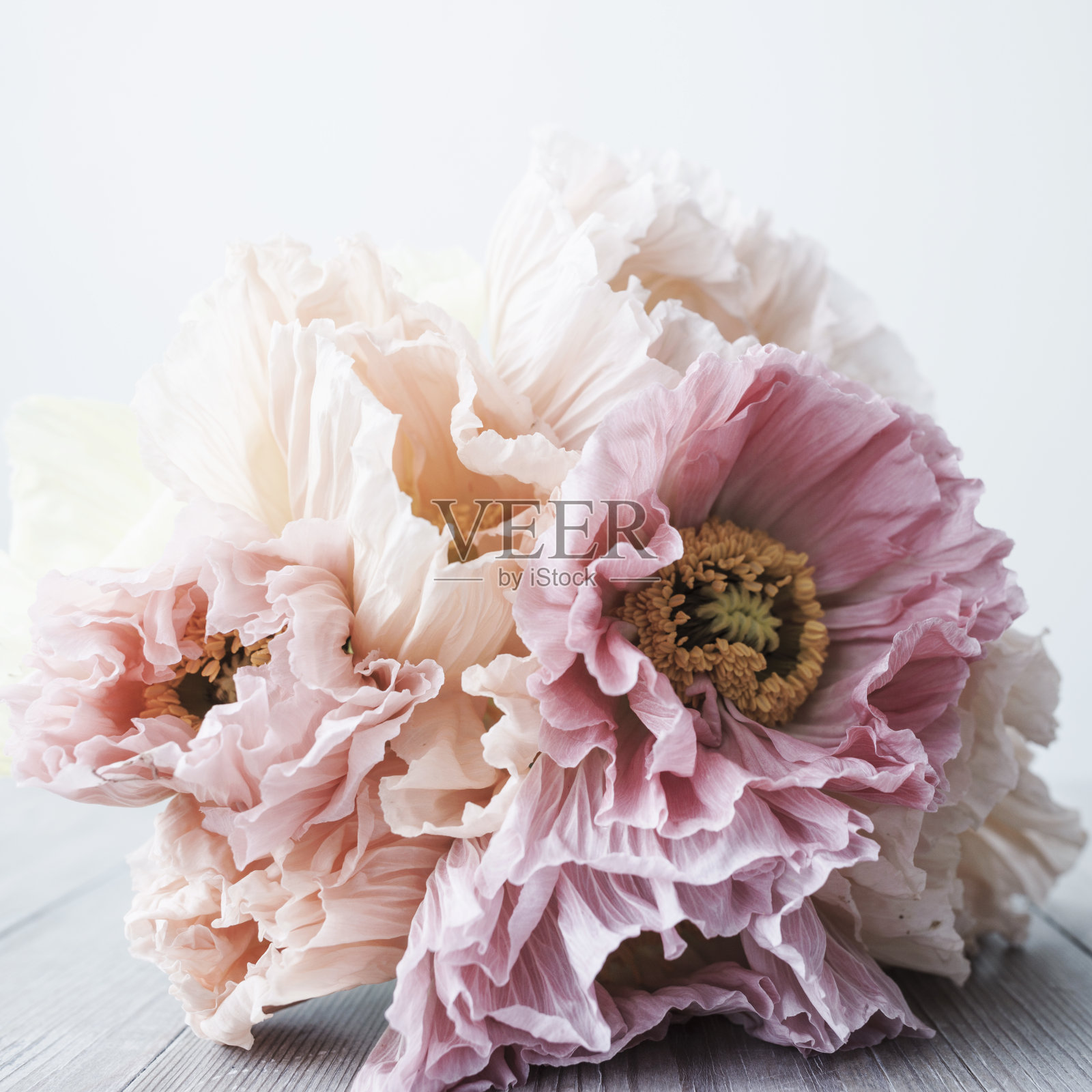 罂粟花照片摄影图片