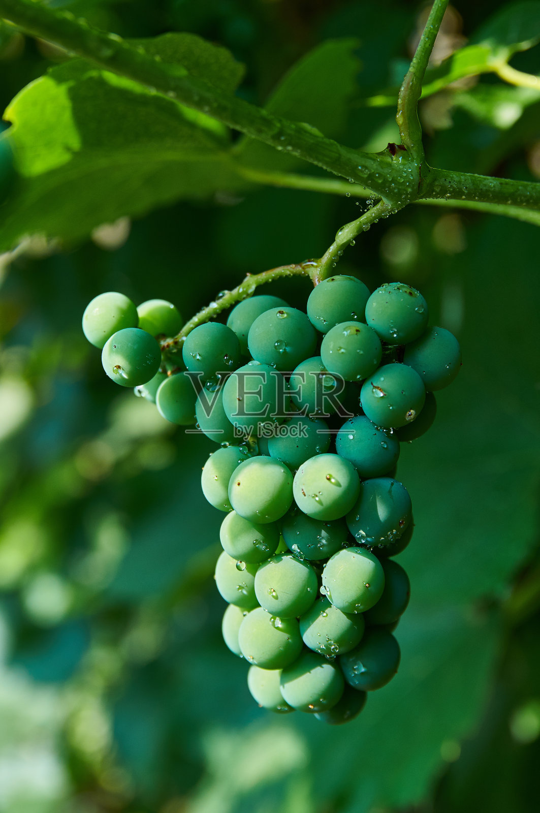 树枝上的小葡萄照片摄影图片