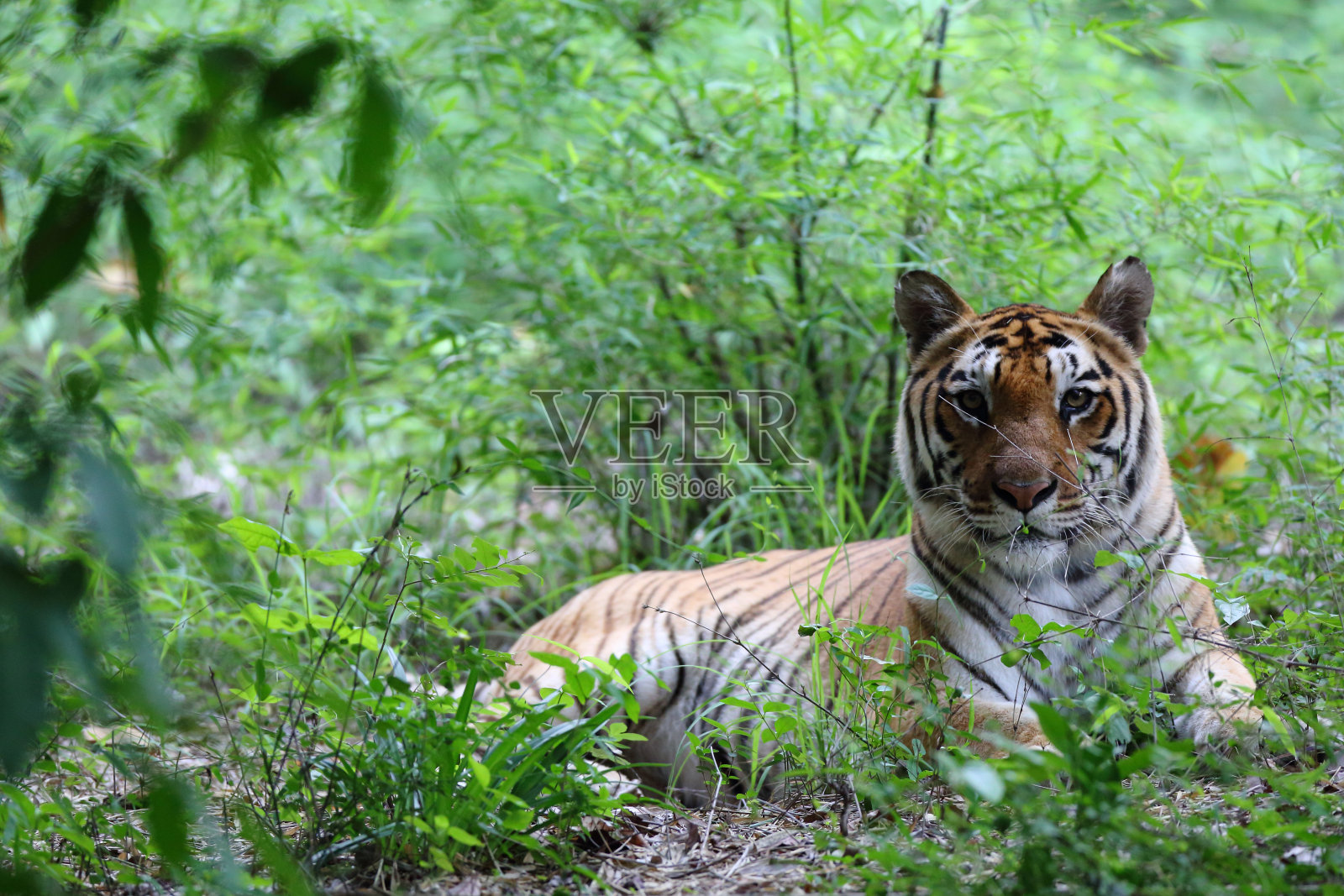 孟加拉虎照片摄影图片
