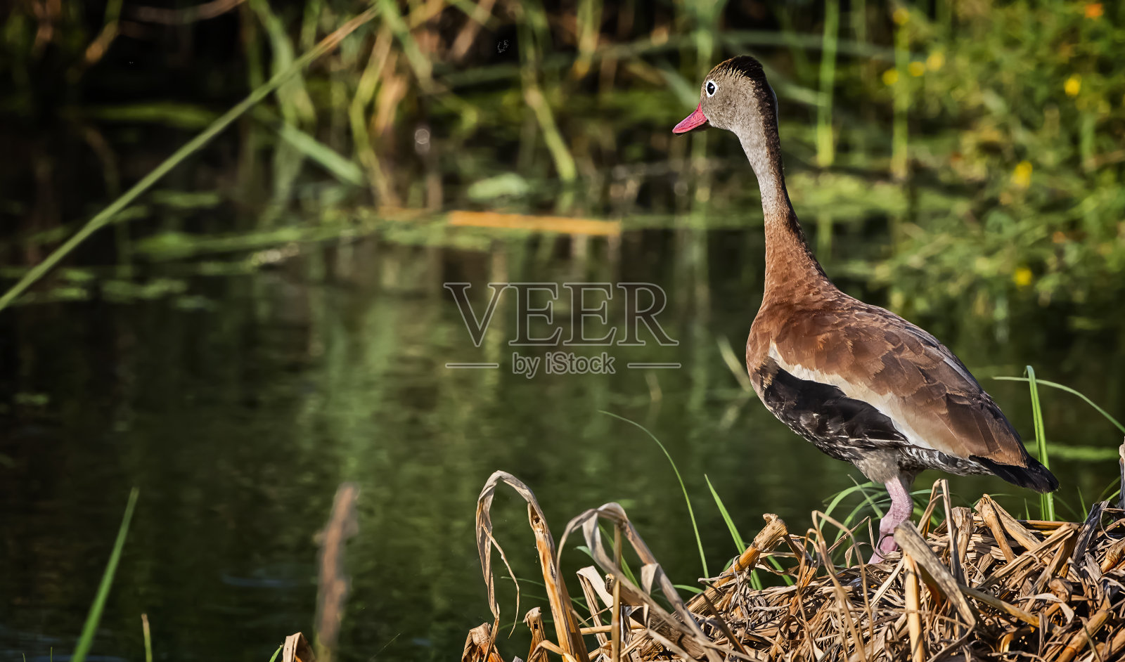 黑腹鸣叫树鸭照片摄影图片
