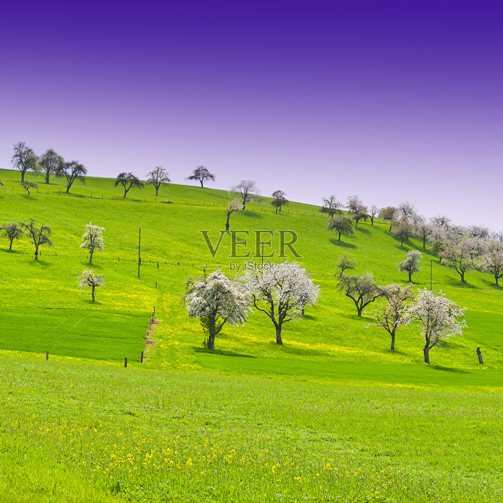 瑞士的开花树木照片摄影图片