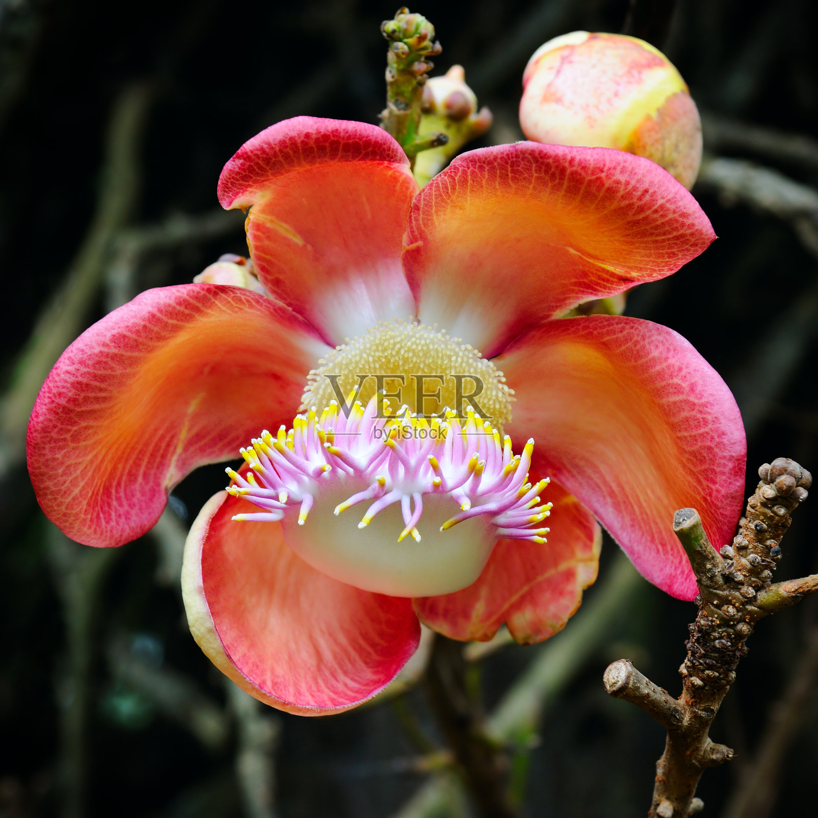 圣博树的花朵。照片摄影图片