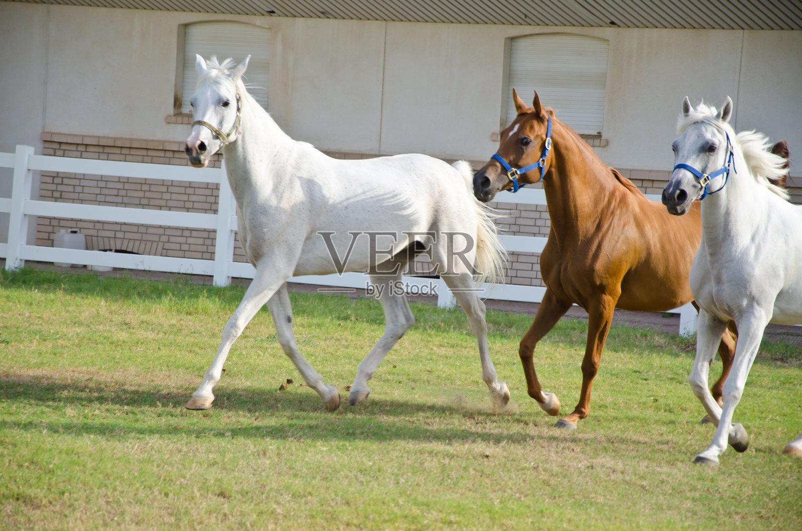 阿拉伯马照片摄影图片