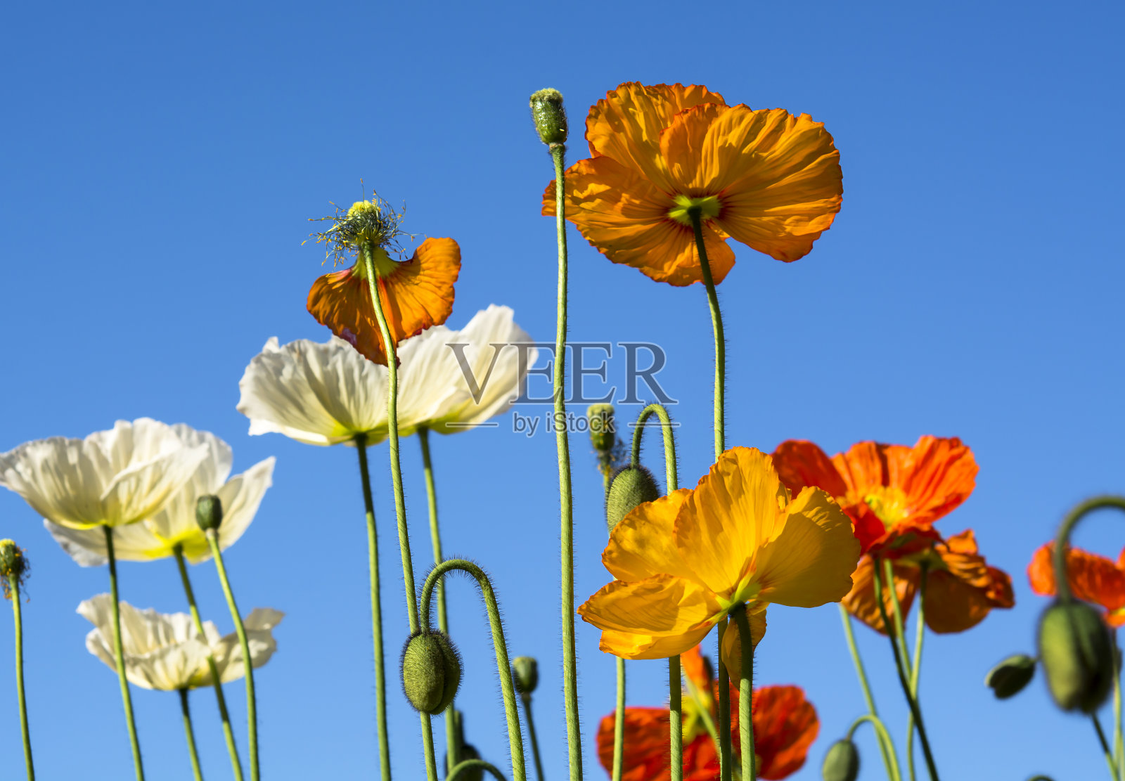 色彩斑斓的罂粟花照片摄影图片