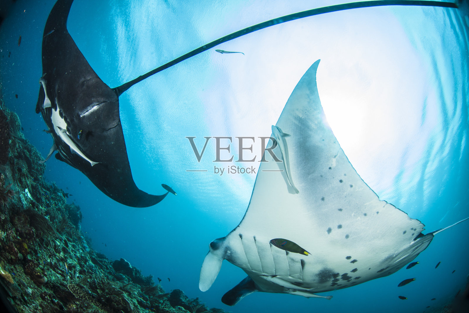 海洋蝠鲼照片摄影图片