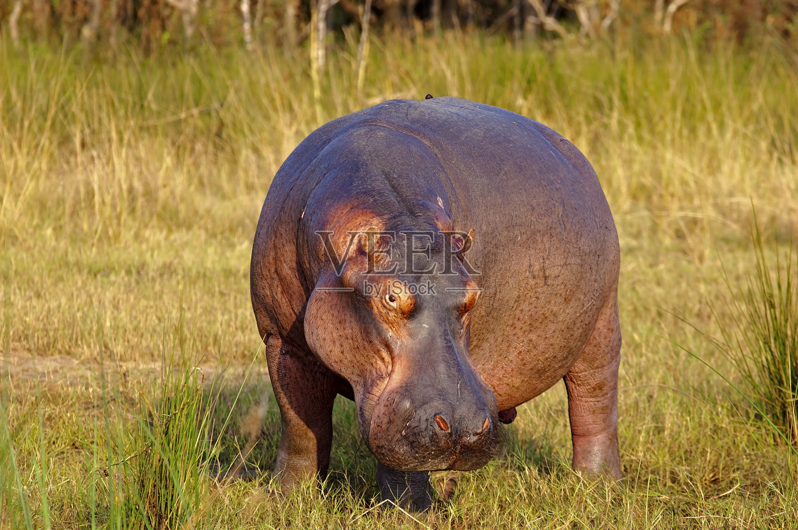 河马牛照片摄影图片