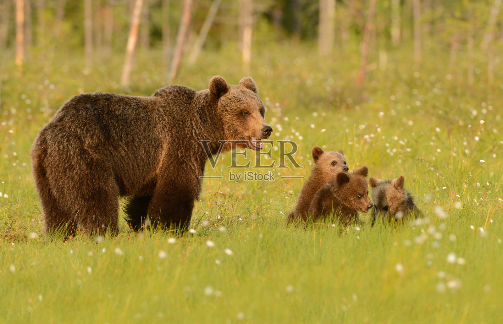 又是那个该死的摄影师照片摄影图片