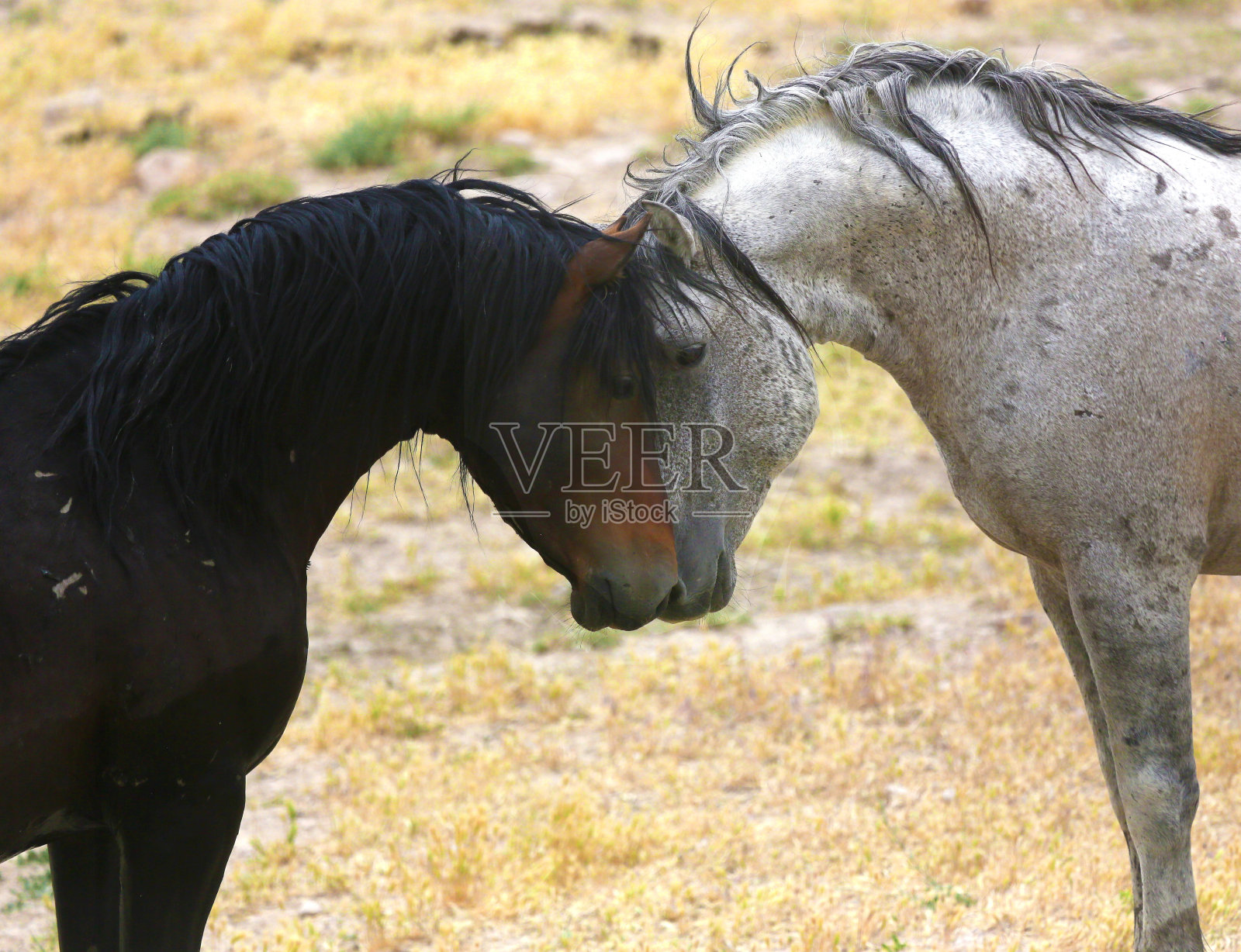 两只野马在温柔的姿势照片摄影图片