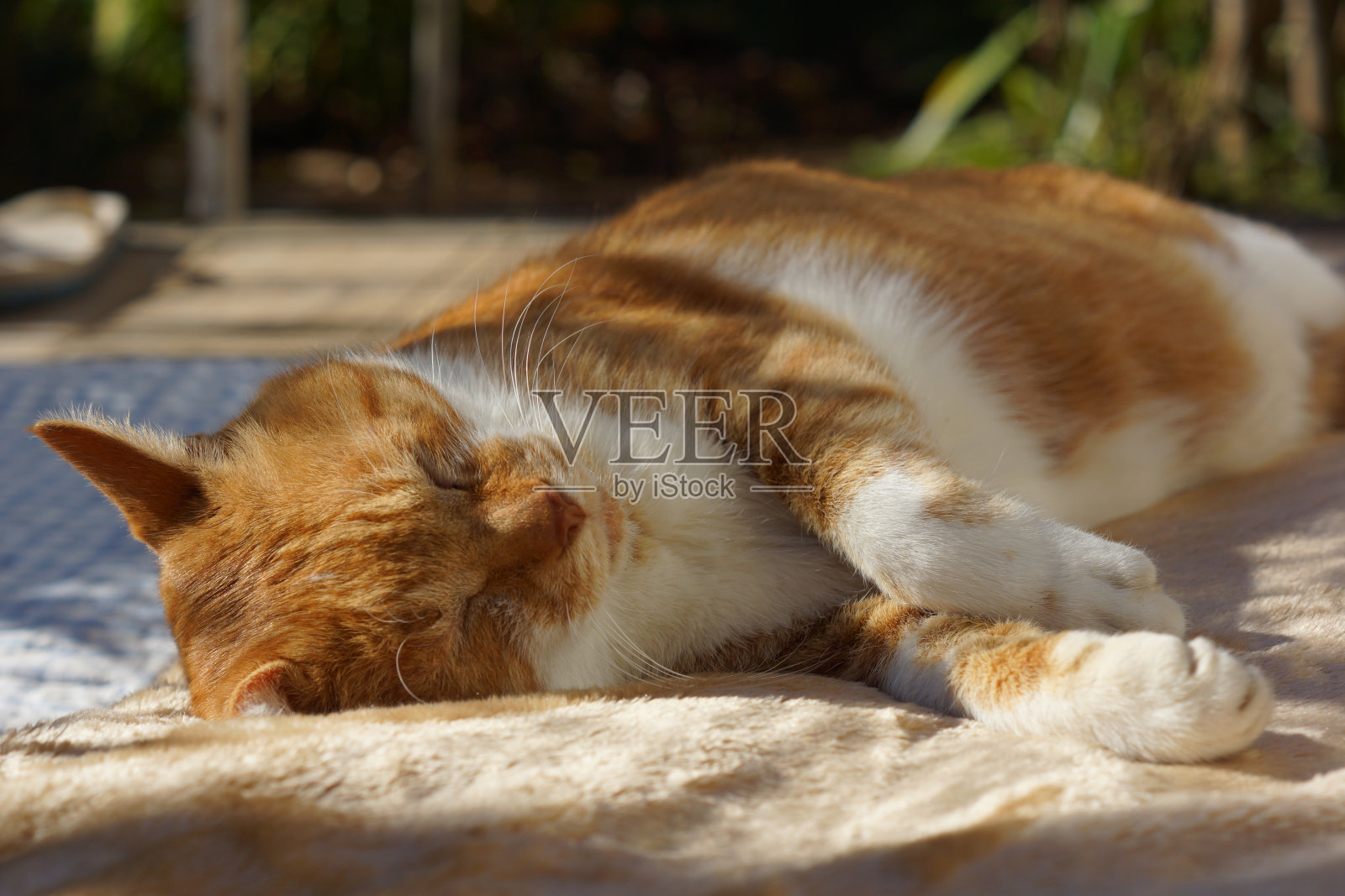 睡觉的猫照片摄影图片