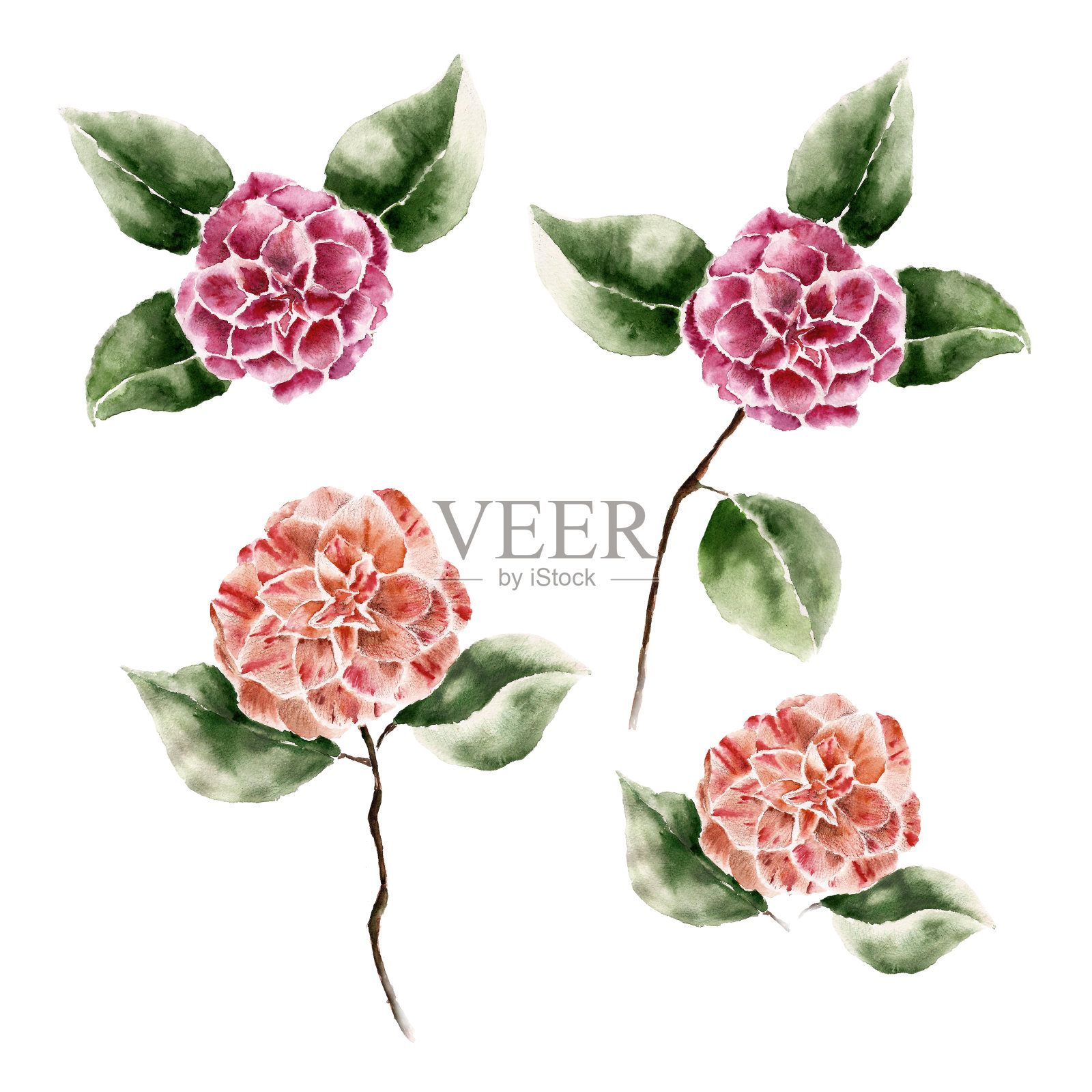 用茶花装饰插画图片素材