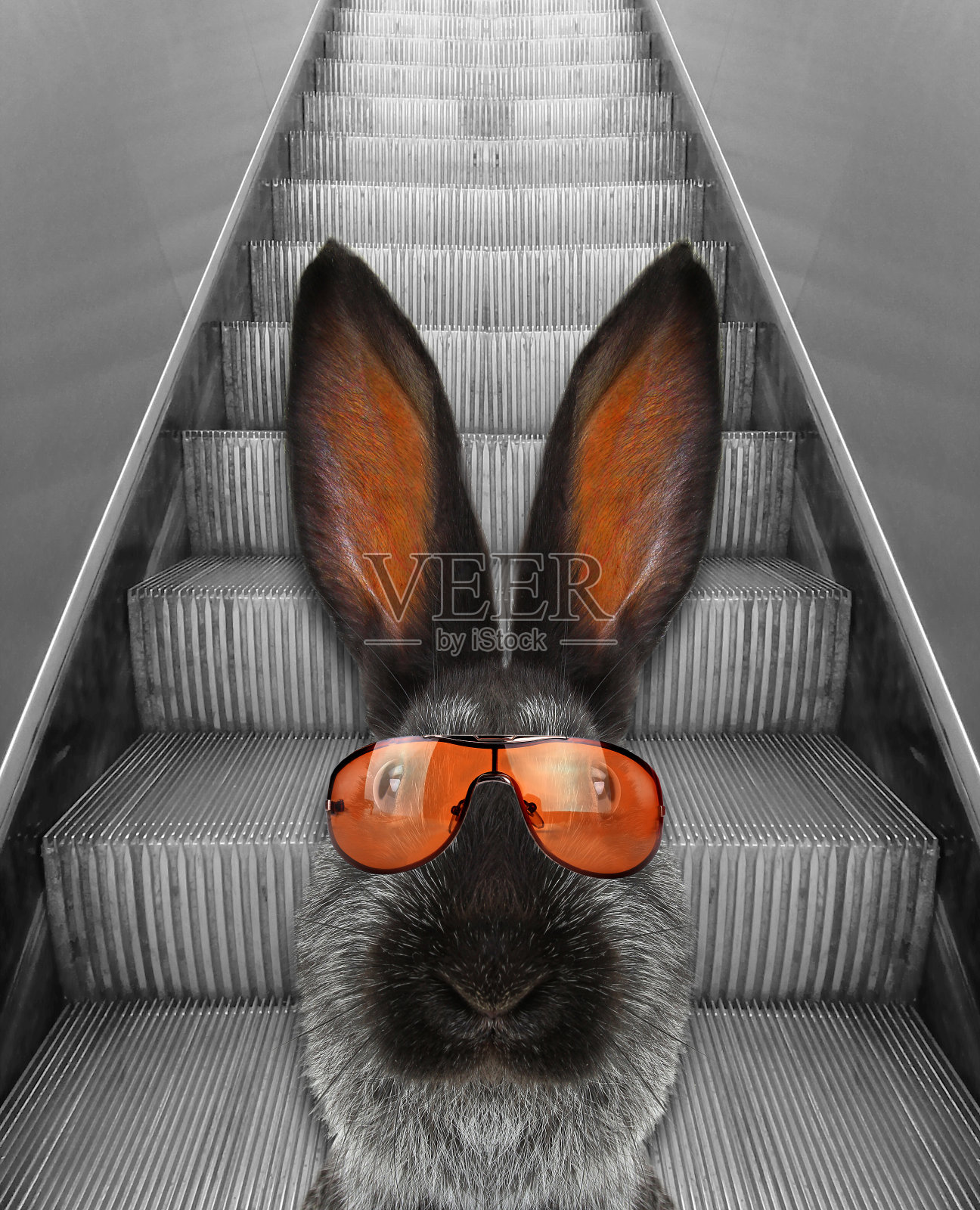 肖像的兔子照片摄影图片