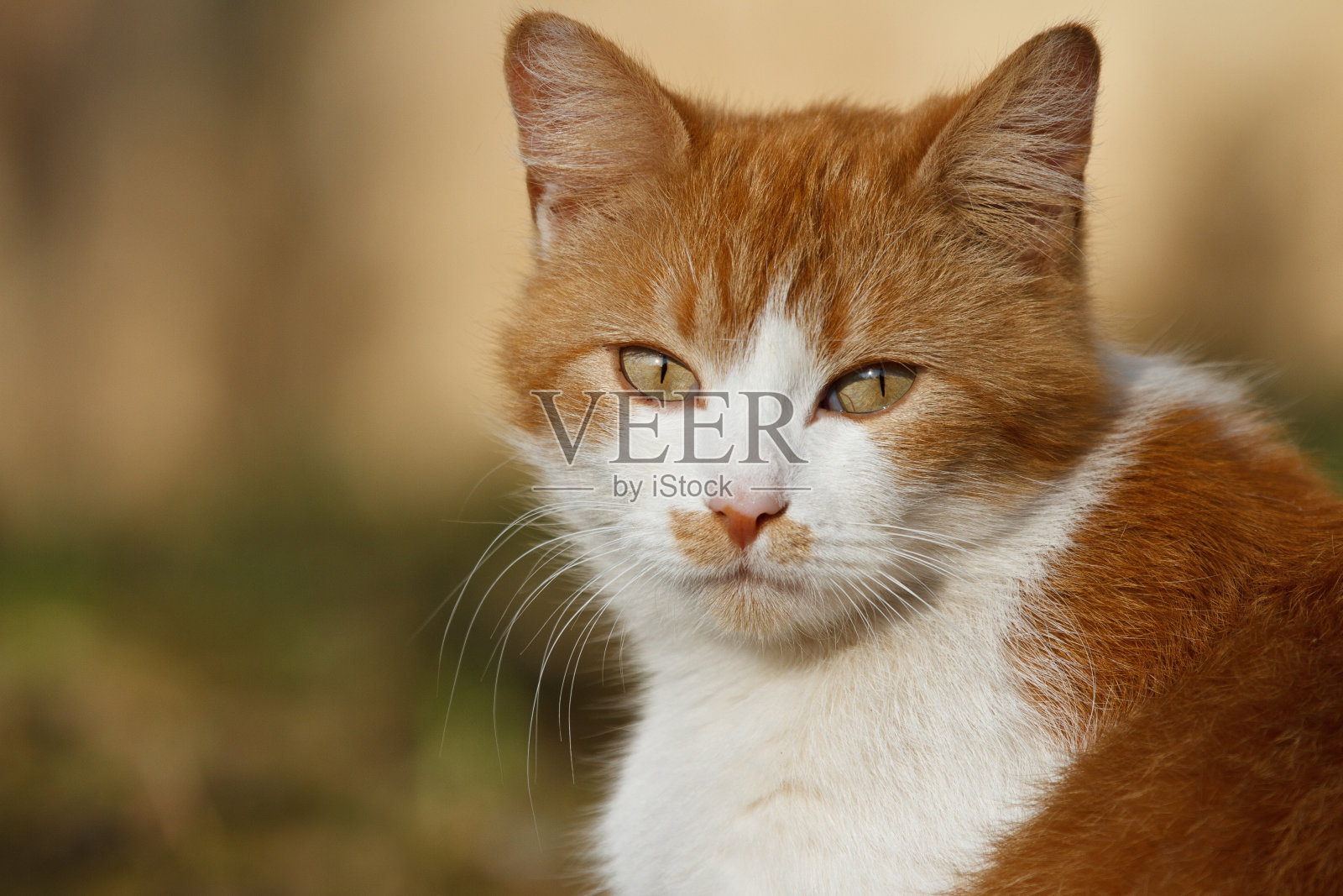 白橙色的猫从前面的自然肖像照片摄影图片