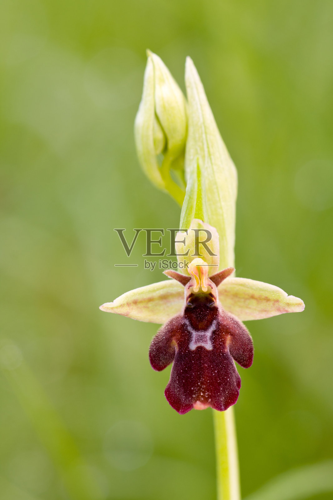 飞兰花照片摄影图片