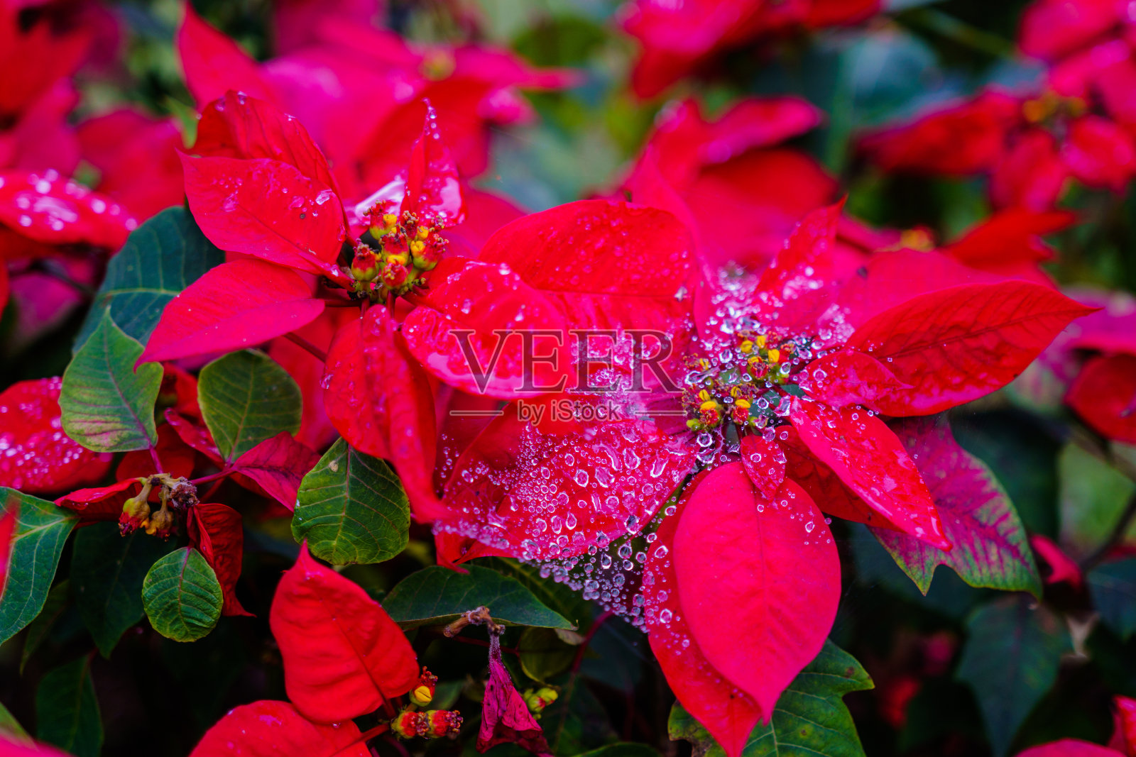 花园里有漂亮的红色圣诞一品红花和露水照片摄影图片