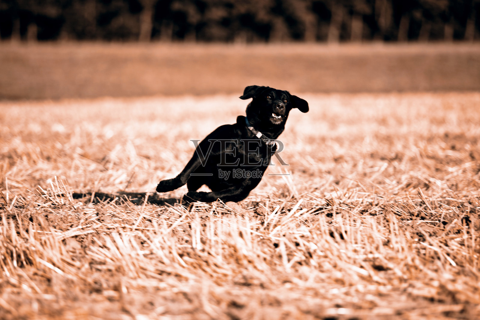 黑色猎犬照片摄影图片
