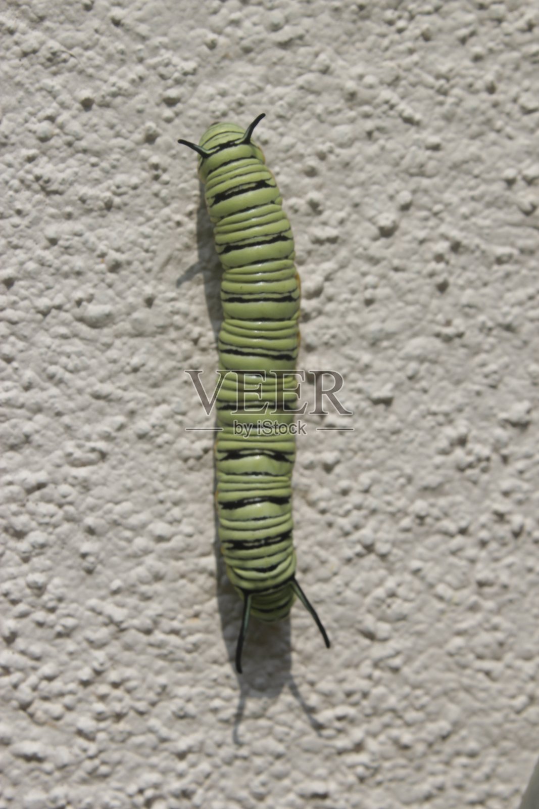 毛毛虫照片摄影图片