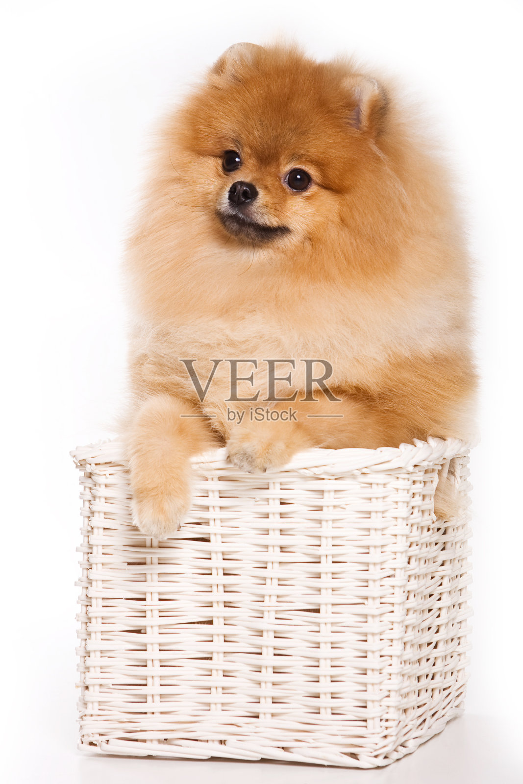 红喷犬(孤立在白色上)照片摄影图片