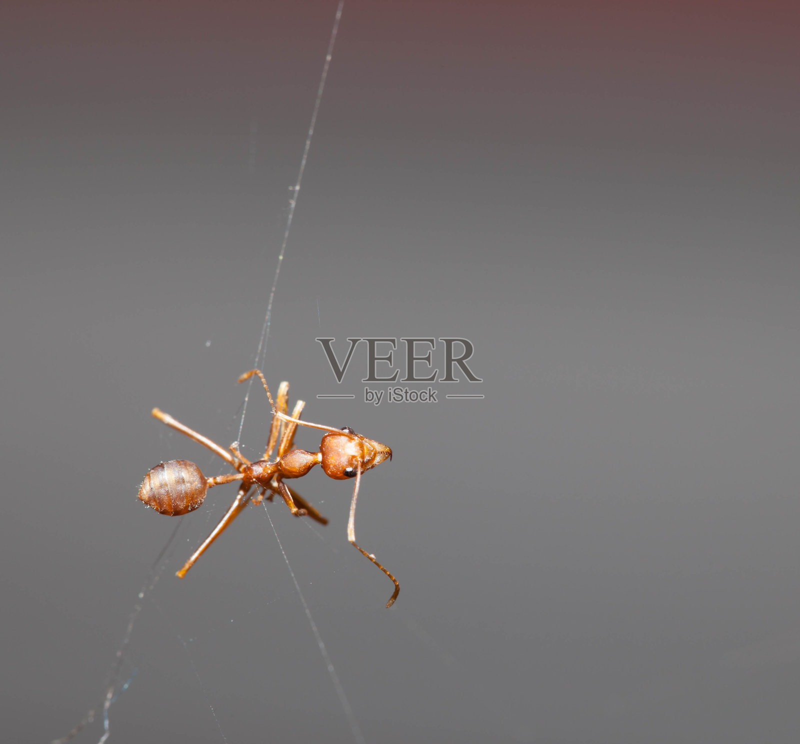 死在蜘蛛网上的蚂蚁照片摄影图片