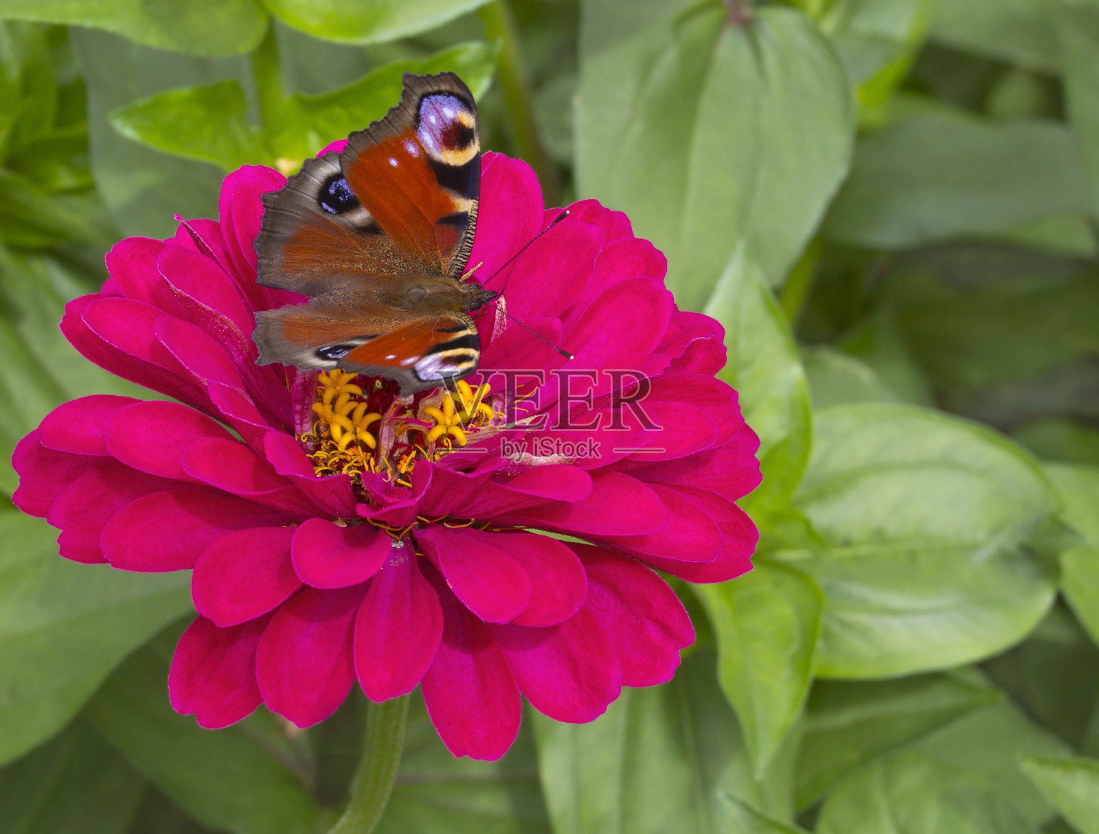 花上的欧洲孔雀眼蝶照片摄影图片