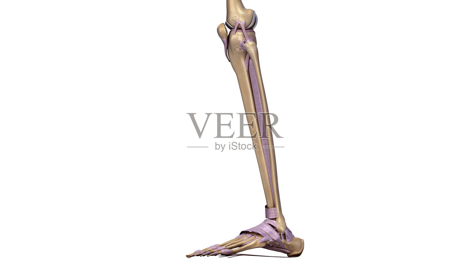 骨骼腿，韧带侧设计元素图片