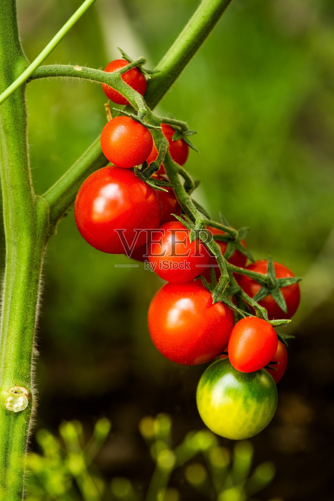 五颜六色的自家种植的樱桃番茄照片摄影图片