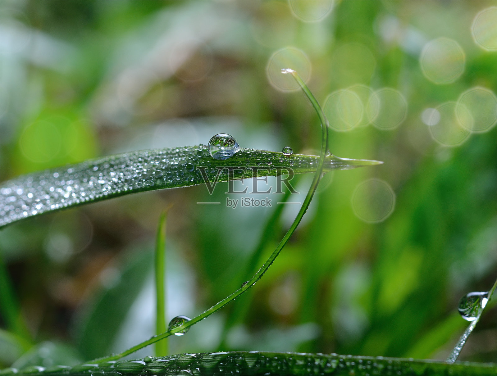 滴露珠摄影照片摄影图片