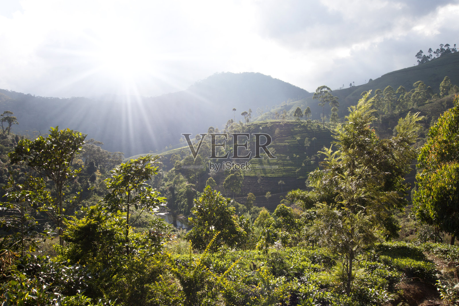 斯里兰卡的绿色茶叶田照片摄影图片