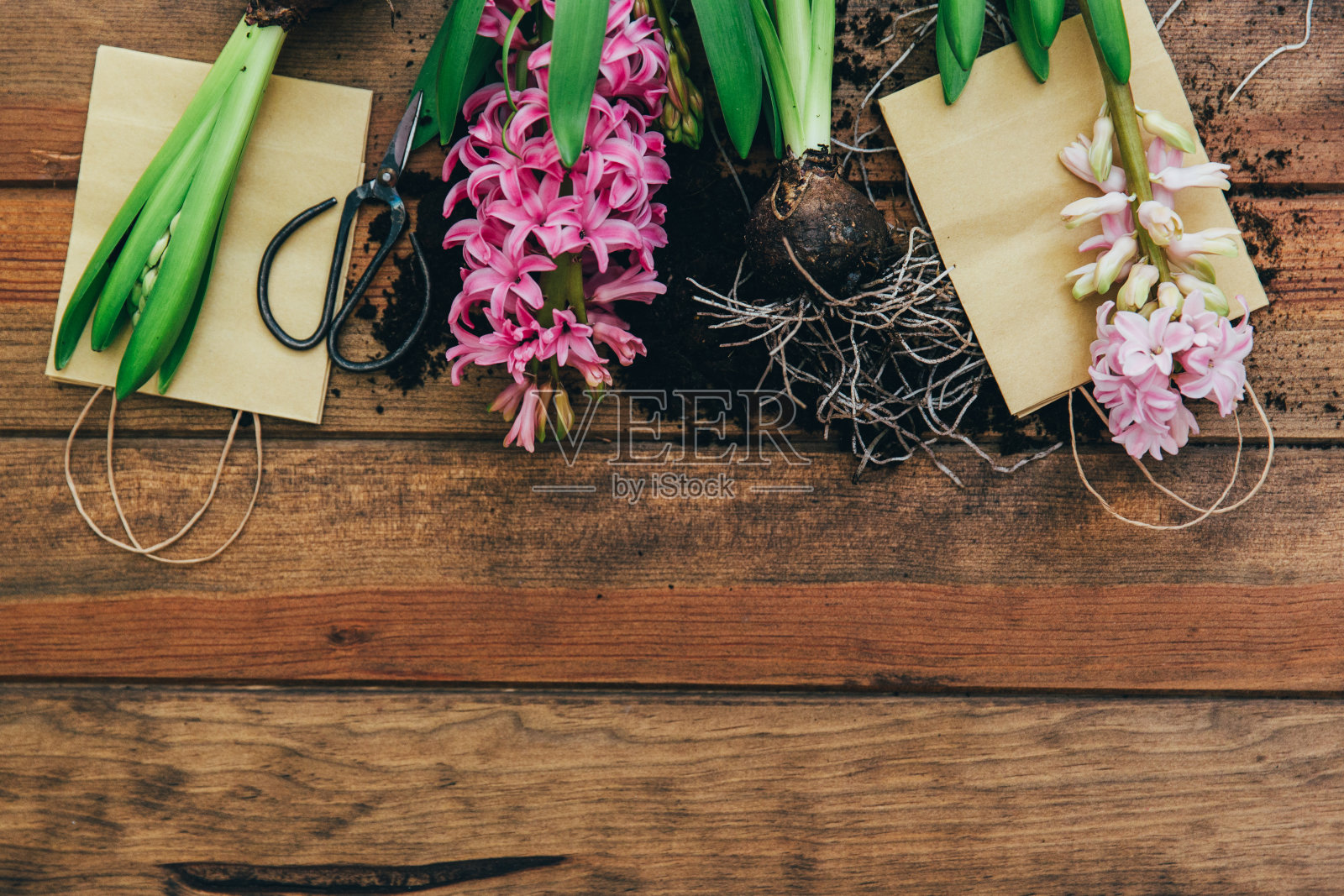 春季园艺背景与风信子花，球茎，块茎，铲和土壤在白色木制花园表照片摄影图片