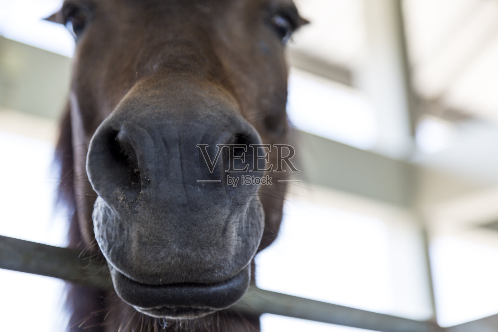 马鼻子的黑色软管照片摄影图片