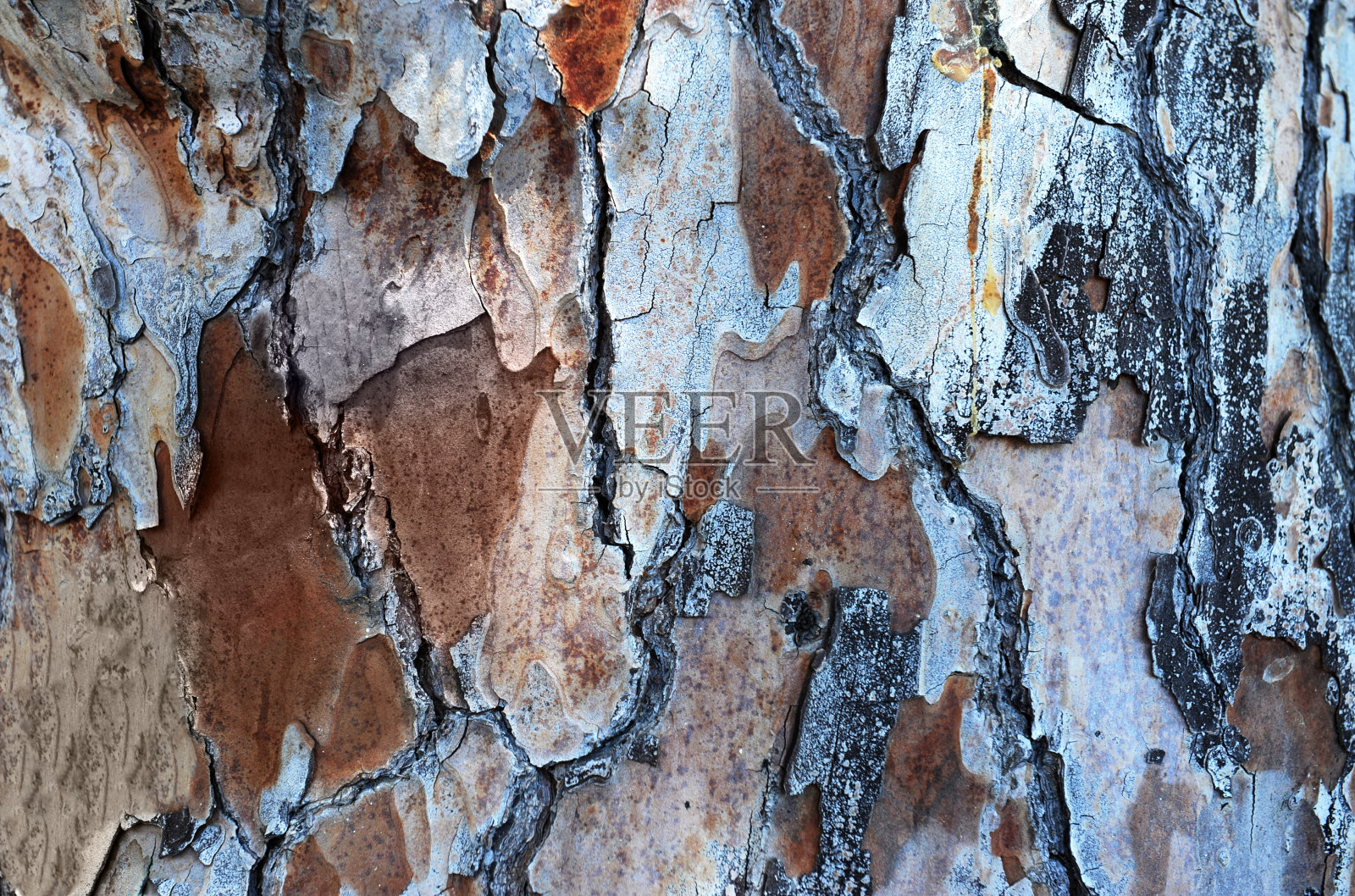 彩色木纹松木照片摄影图片