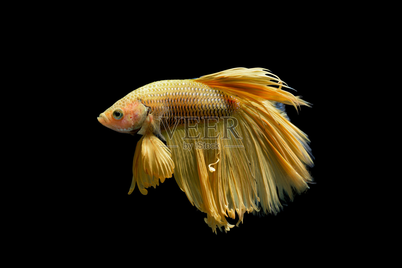 黄色鱼战斗照片摄影图片