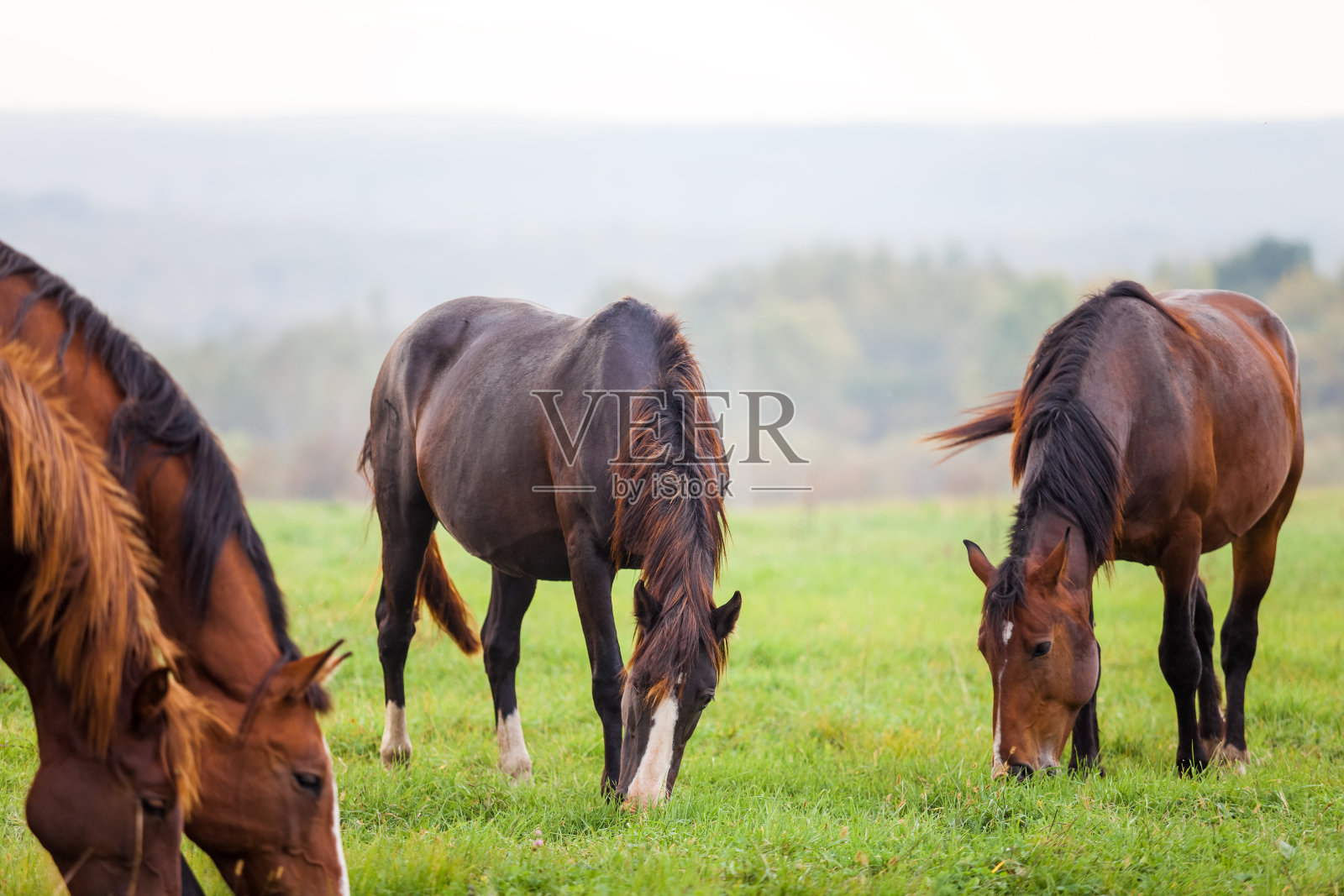 在森林附近草地上吃草的马照片摄影图片