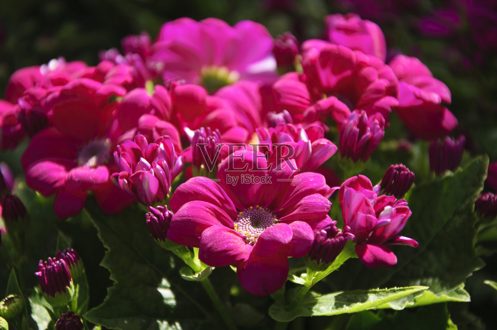 美丽的盛开的灰桂花照片摄影图片