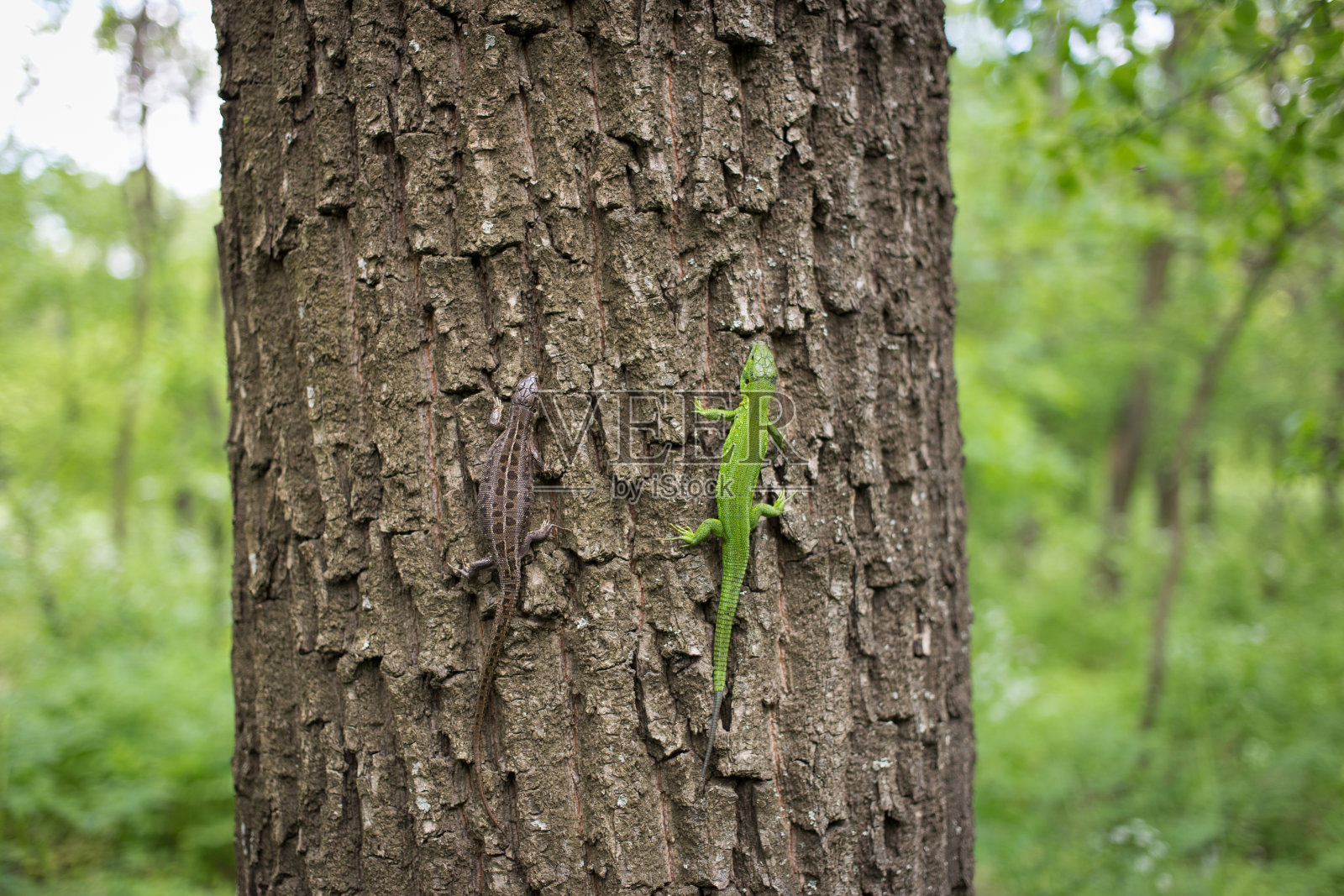 野生的绿色蜥蜴。照片摄影图片