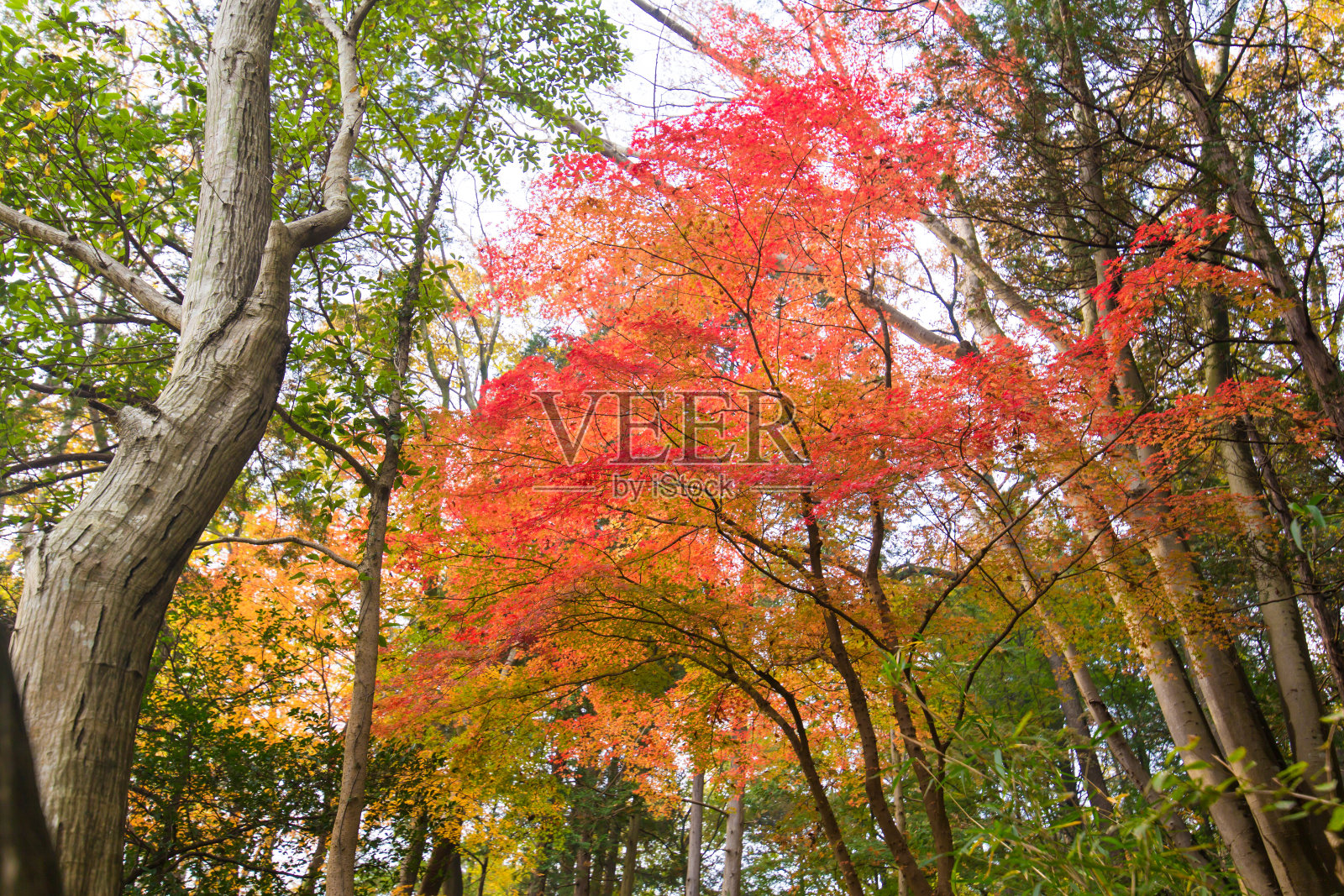 日本的秋叶照片摄影图片