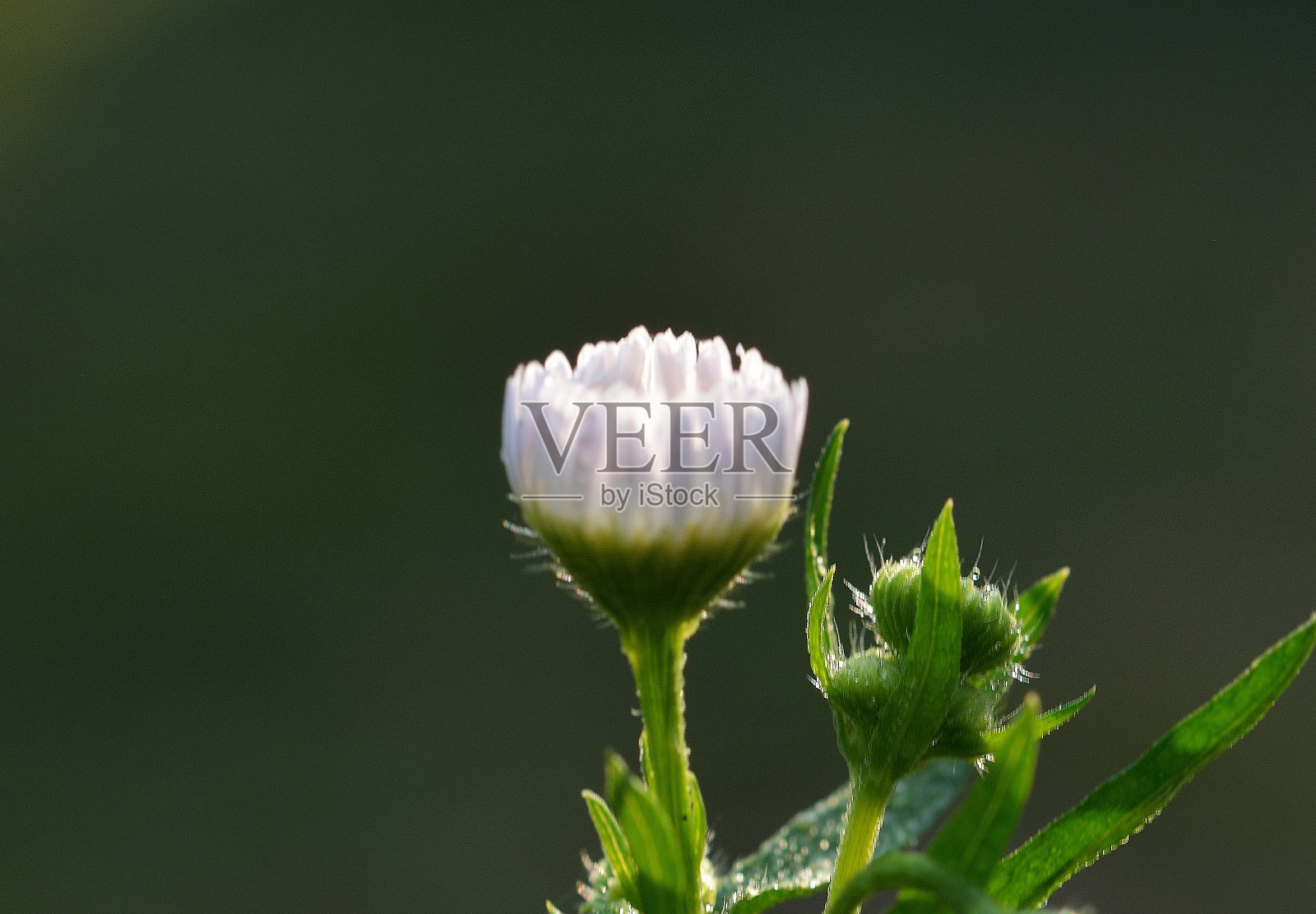 花的背景照片摄影图片