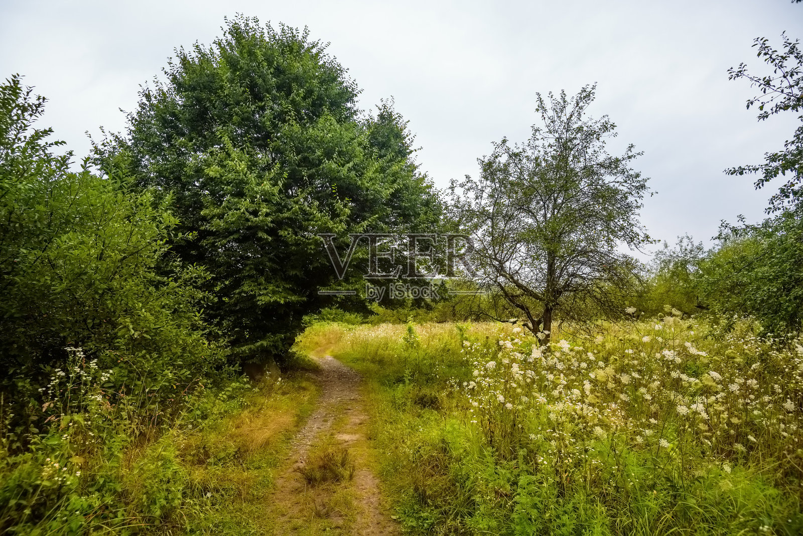穿过草地和森林的小路照片摄影图片