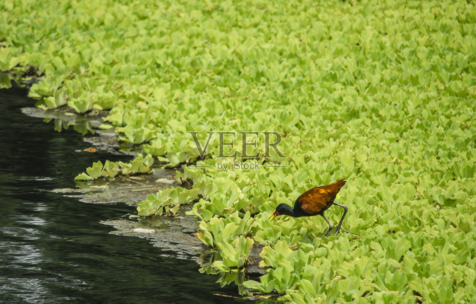 小湖圣、巴西照片摄影图片