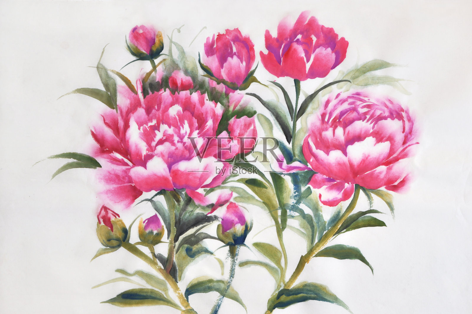 紫色牡丹布什插画图片素材