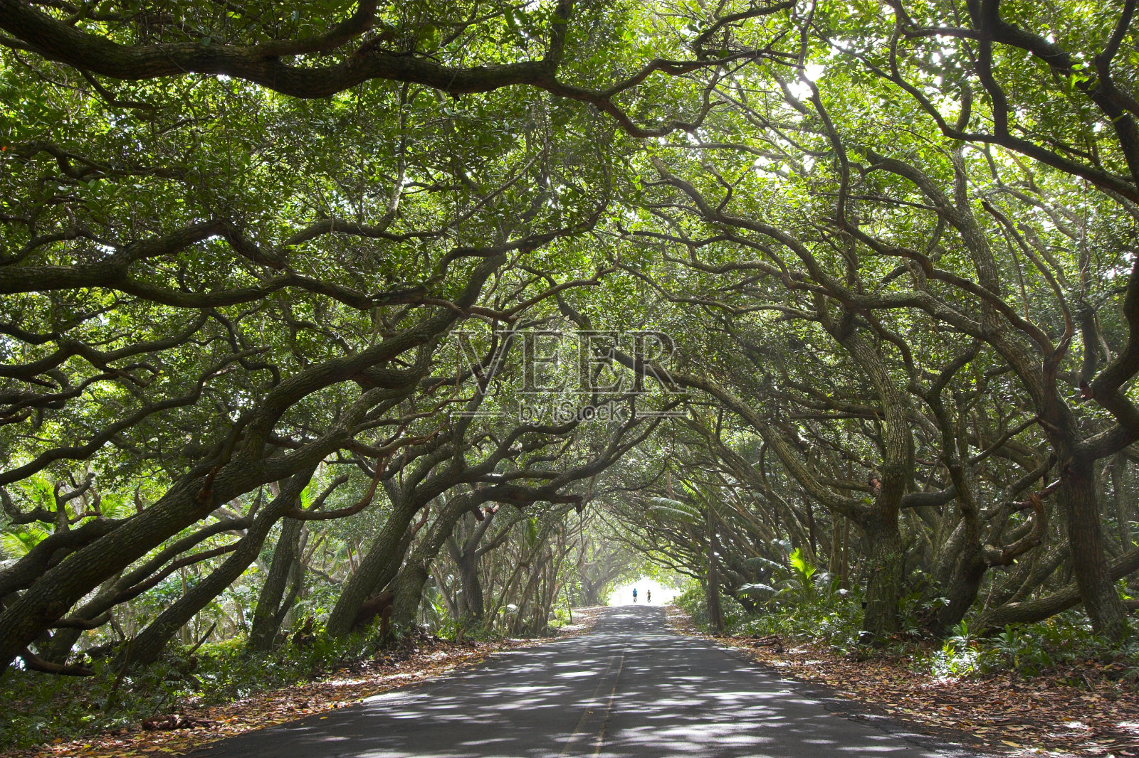 美丽的道路和自行车照片摄影图片