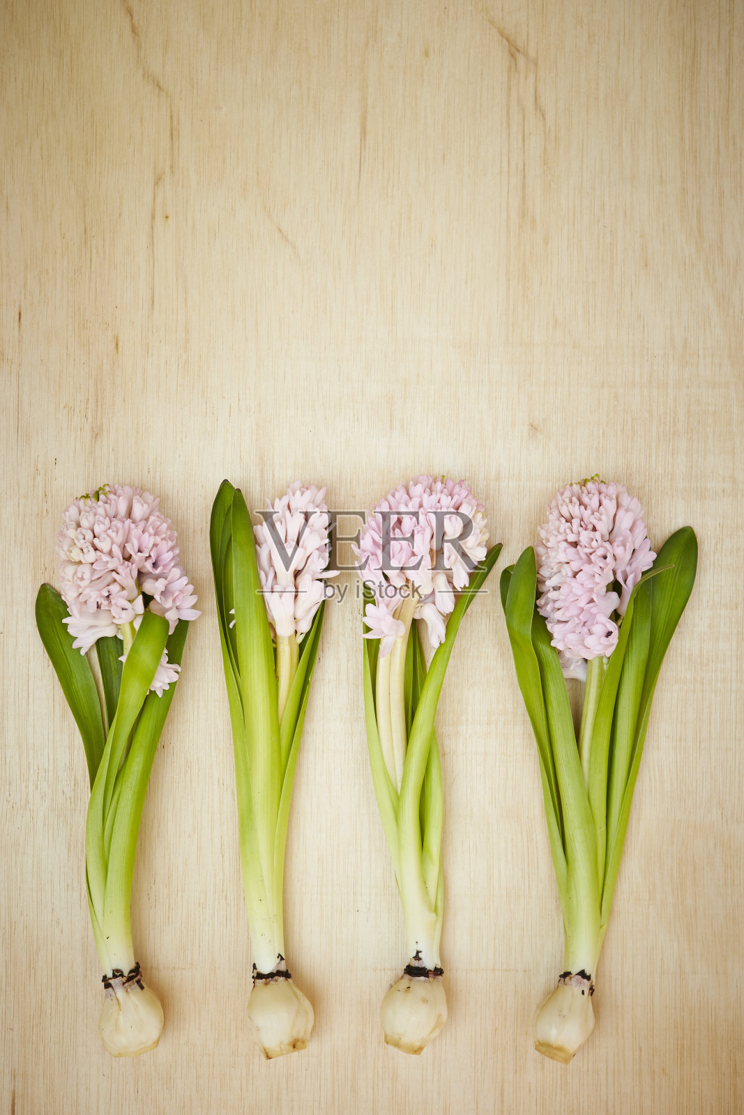 风信子照片摄影图片