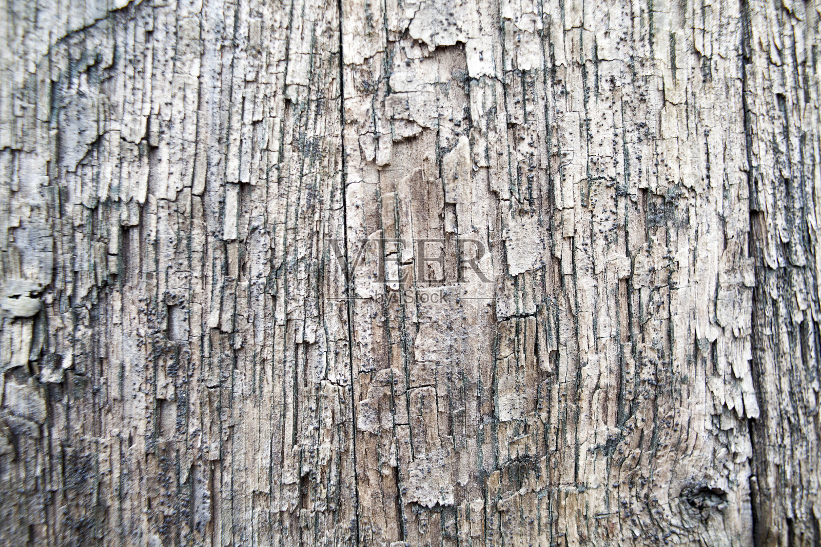 老橡树板照片摄影图片