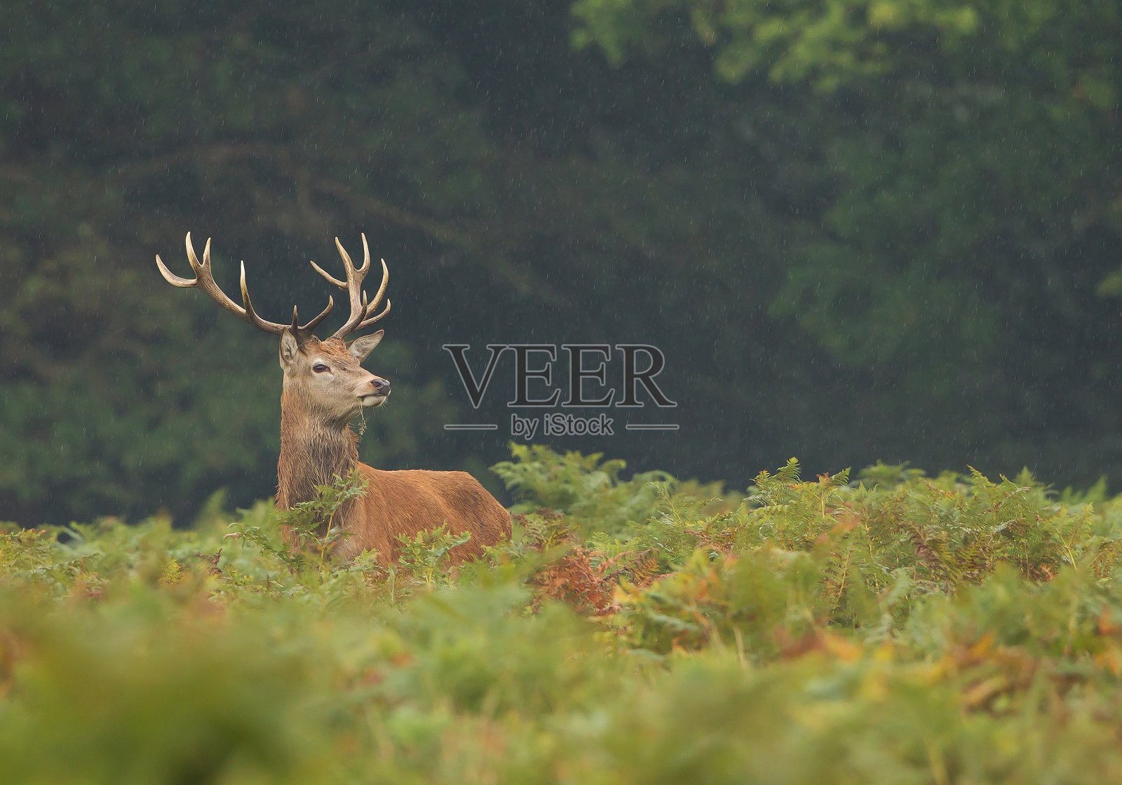 站在高蕨类植物中的年轻雄马鹿照片摄影图片