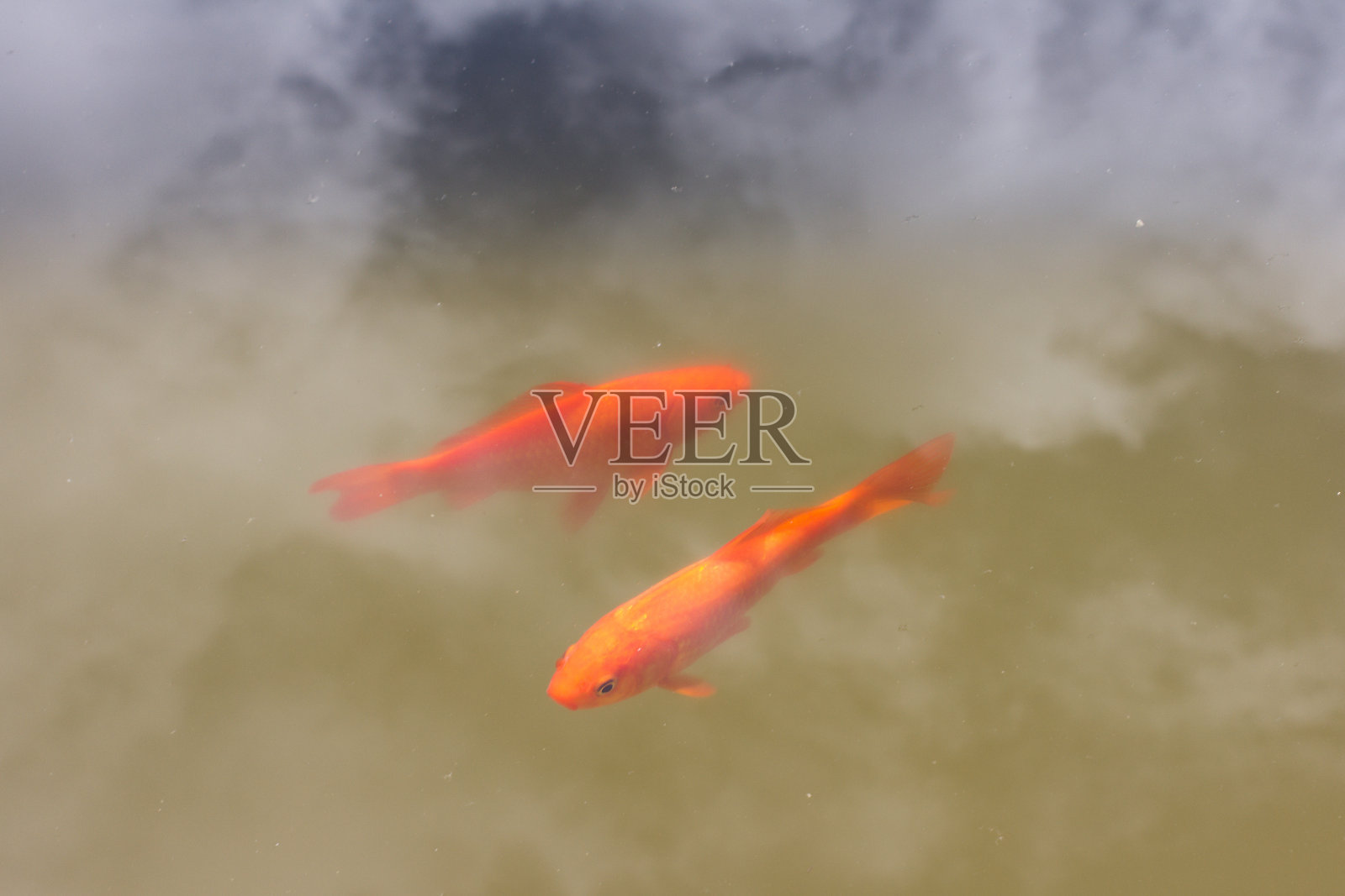 金鱼在格拉纳达的阿尔罕布拉市游泳照片摄影图片